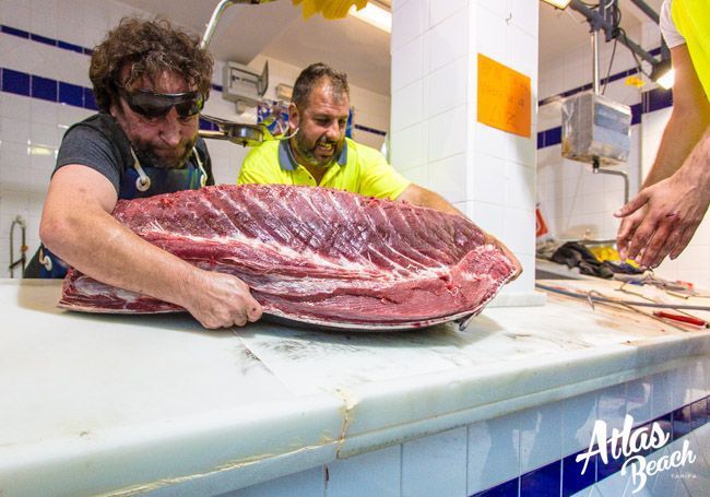 ronqueo atún gigante de barbate 